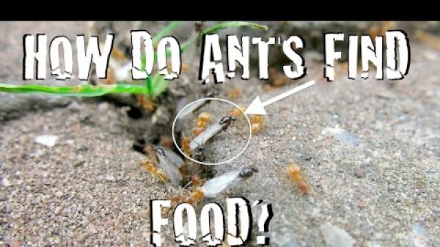 'Exploring Invertebrates - How Do Ants Find Food?'