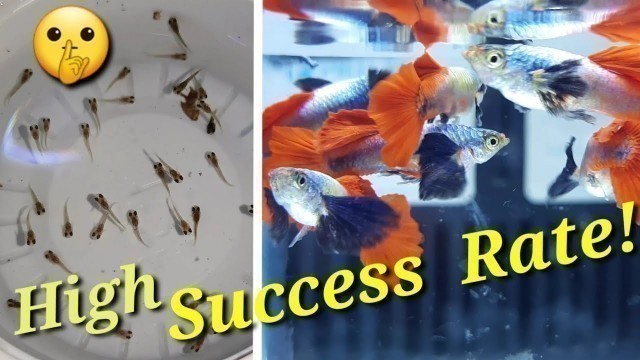 '7 SECRETS Revealed in Raising Guppy Fry (with samples!)'