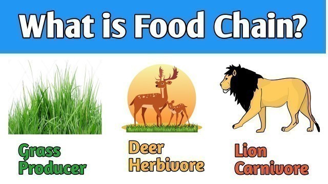 '#shorts #sciencefacts What is food chain? #foodchain food chain खाद्य श्रृंखला किसे कहते हैं'