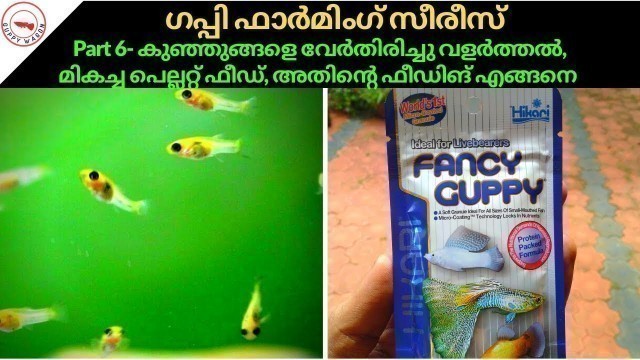 'How to start guppy farming ||Part 6|| Separating male and female, Best pellet Food, Feeding'