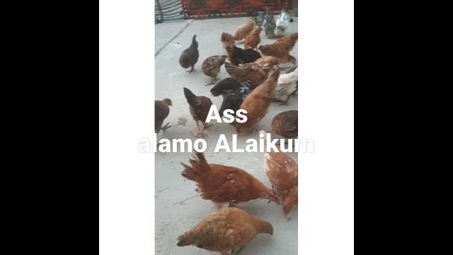 'my chickens eat food awesome M Hamas birds lover@#'