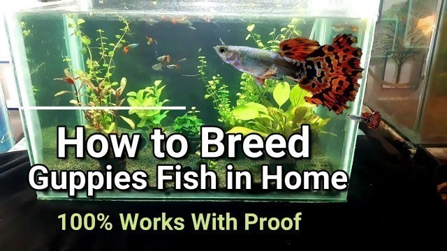 'How to breed Guppy fish easily at home successful with proof'