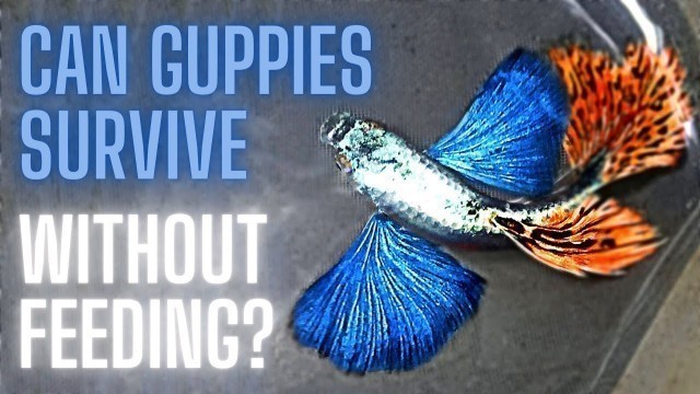 'Guppy Fish Care - How Long Can Guppies Survive Without Feeding ?'