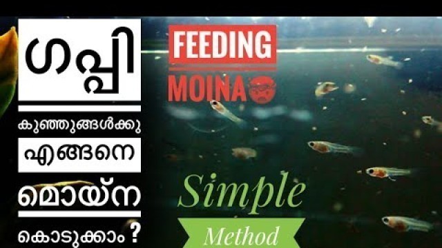 'ഗപ്പി കുഞ്ഞുങ്ങൾക്കു എങ്ങനെ മൊയ്‌ന കൊടുക്കാം ? How to feed moina to guppy fry ? Fast growth !'