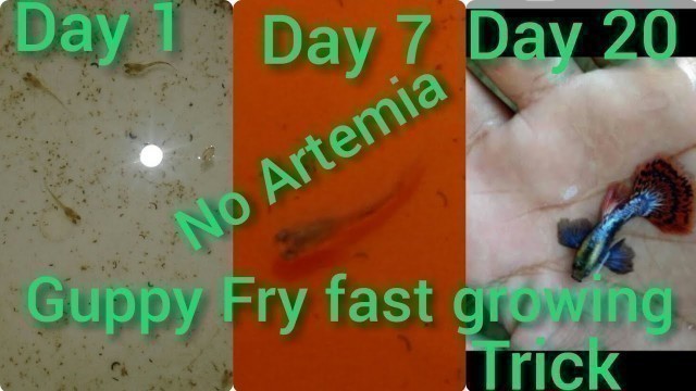 'artemia ഇല്ലാതെ guppy കുഞ്ഞിനെ പെട്ടന് വലുതാകാം|how to grow guppy fry fast withoutartem|20dayresult'