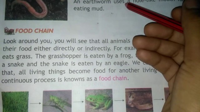 'Different feeding habits and Food chain chapter-3 part-3 Animals and their eating habits for 3rd cls'