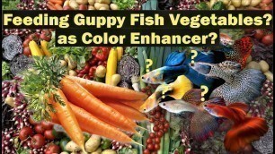 'Guppy Fish Feeding of High Nutrients Vegetables!'