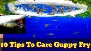 '10 Tips To Care Guppy Fry | How To Arise Your Guppy Fry'