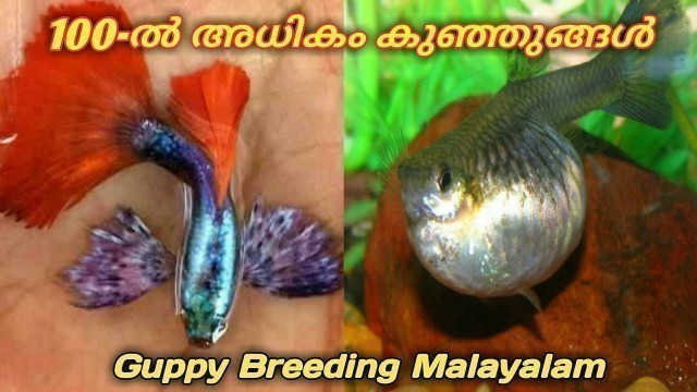 'How To high Quality Guppy and low Quality Guppy Cross Breeding malayalam Home Made | Guppy Breeding'