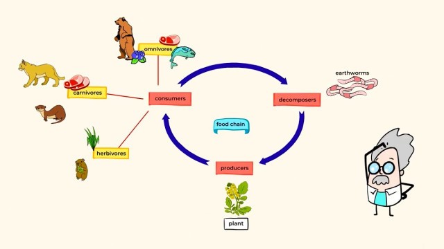 'What is a food chain and the different roles in it | MightyOwl Science | Kindergarten'