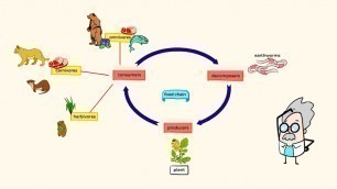 'What is a food chain and the different roles in it | MightyOwl Science | Kindergarten'