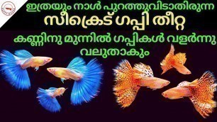 'ഇത്രയും നാൾ പുറത്തുവിടാതിരുന്ന സീക്രെട് ഗപ്പി തീറ്റ|Secret Guppy Food Revealed| Unbelievable Results'