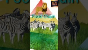 '#  Food Chain In Ecosystem'