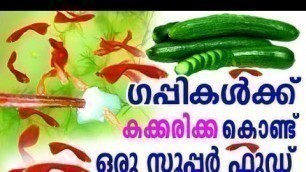 'Cucumber Food Guppy/ഗപ്പികളുടെ തീറ്റയായ കക്കരിക്ക എങ്ങനെ കൊടുക്കാം..'