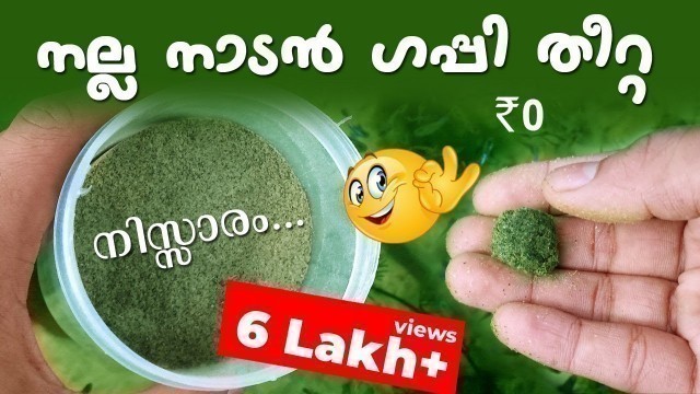 'Home Made Guppy Food Increase color and Growth Spirulina Alternative in Malayalam'