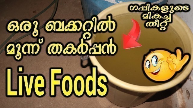 'ഒരു ബക്കറ്റിൽ മൂന്ന് തകർപ്പൻ ലൈവ് ഫുഡ്സ് , 3 Best live foods for Guppies, Guppy Farm Food'