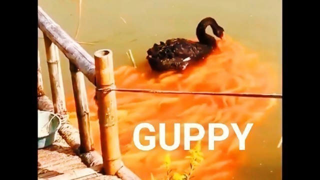 'Guppy Fish | Guppy Malayalam | Motivation | Fish food | guppy Food | kl24varietyguppyfarm #shorts'