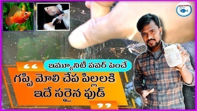 'Best Quality Food For Guppy Molly Fish Babys | Fry food | Aqua Planet Telugu'