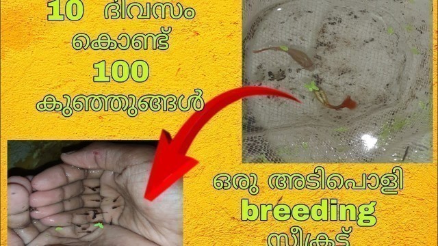 '10 ദിവസം കൊണ്ട് 100 കുഞ്ഞുങ്ങളെ breed ചെയ്താലോ| GuPpy breeding| malayalam| GuPpy Food'