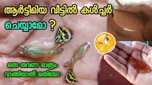 'ആർട്ടീമിയ വീട്ടിൽ കൾച്ചർ ചെയ്യാൻ പറ്റുമോ |ARTIMIA GUPPY FOOD| ARTIMIA CULTURE | GUPPY LIVE FOOD |'