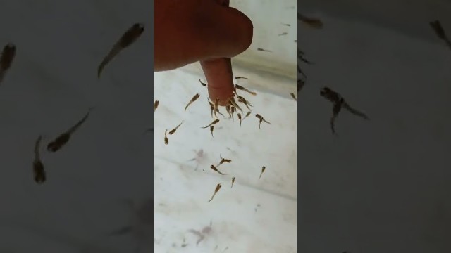 'Guppy Fry\'s hand feeding ||guppy fish training||guppy fry care ||fancy fish&pets|#shorts #guppy'