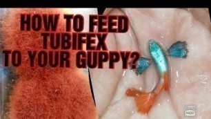 'HOW TO FEED TUBIFEX TO YOUR GUPPIES!// GUPPY FEEDING // FRY FEEDING'