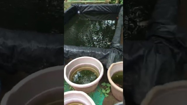 'Proper feeding method for guppies| How to feed moina to guppies'