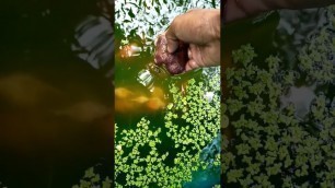 'Goldfish Food #life #life_food #alamin_fish_house #short #shortvideo #goldfish #aquarius #guppy'