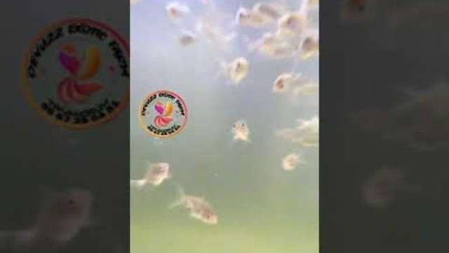 'ഗപ്പിക്ക് കുഴപ്പമുണ്ടോ #fish #shorts #guppy #goldfish #feed #food #ytshorts #status #breeding'