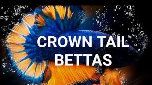 'Crowntail Bettas | Betta fish | Betta food | Betta fish malayalam | KL 24 Guppy Farm #Shorts'