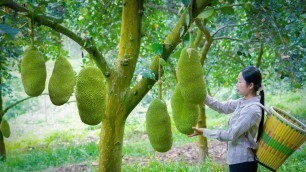 'Amazing jackfruit ! Used for fruit and Chinese food｜40斤一個的菠蘿蜜，成熟後除了做菠蘿蜜幹，還能做成美食｜野小妹 wild girl'