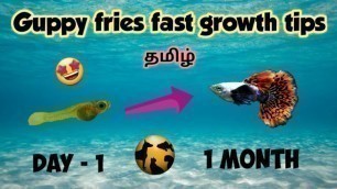 'How to grow guppy fries fast in tamil | guppy fries fast growth tips | தமிழ். Tamil pets and fishes'