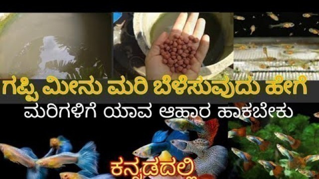 'How to grow fish fry fast|How to raise guppies,molly,Betta,platy fries fast at home in kannada'