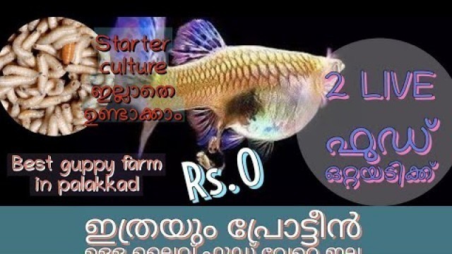 'best free live food for guppy malayalam | best guppy farm in palakkad'