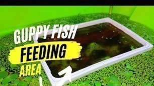 'How to make guppies feeding area ||easy feeding area making||'