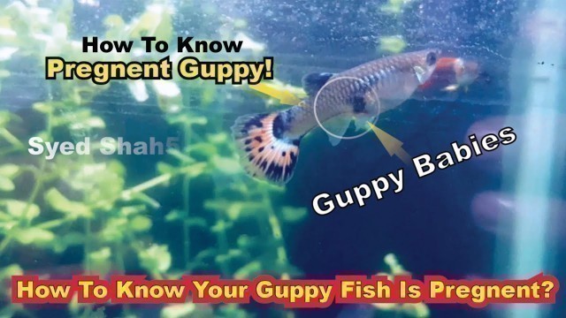 'How to know Guppy fish pregnant and when she will give birth - Pregnant guppy fish'