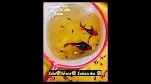 'Guppy New Strain | Guppy Fish | Guppy Malayalam | Guppy Food | How to breed new strain guppy #shorts'