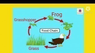 'Class 3 ||Science||Chapter 3  Food Chain and interdependence between plants and animals (part 4)'