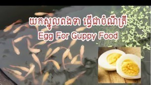 'Guppy Fish - Egg For Guppy Food'