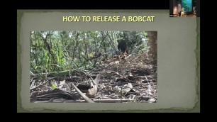 'Kiawah Bobcats: Understanding Lynx in the Food Chain'