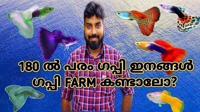 'Guppy Fish Farming Tips in Malayalam-Care Tips |Fast-growth |Medicine |Breeding| pH |Live-food#guppy'