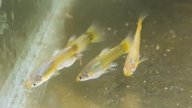 'Guppy Feeding on Algae'