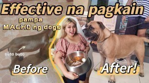 'PAG KAIN NA NAG PATABA AT KAPAL SA DOGS NAMIN | Dog food, Supplements, Tips'