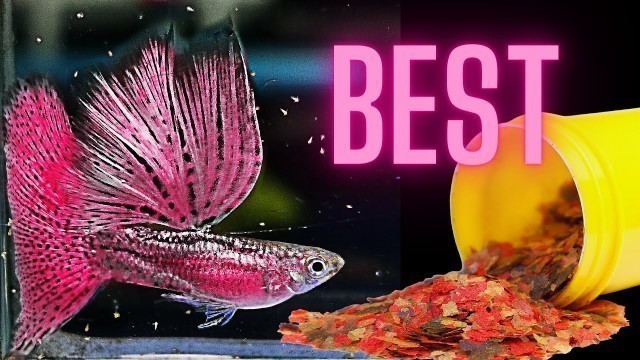 'Best Guppy Flake Food - Raising Beautiful & Healthy Guppies'