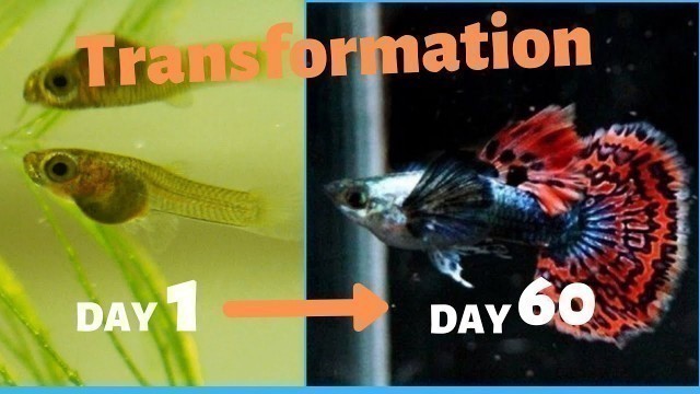 'How I feed my GUPPY BABIES from day 1 to day 60 (PART 1).'