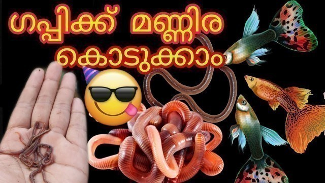 'ഗപ്പിക്ക് മണ്ണിര കൊടുക്കാം 