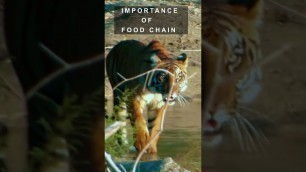 'IMPORTANCE OF FOOD CHAIN #shorts #youtubeshorts #jungle'