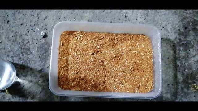 'HOW TO CULTURE GRINDAL WORM( USING COCONUT SAWDUST)'