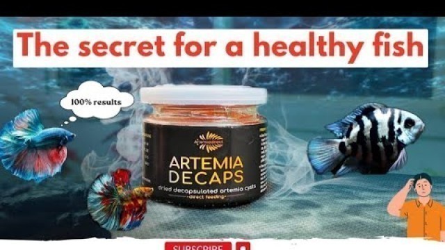 'Artemia decap is best food for guppies #guppy #polarparrot | how to use artemia decap | review'