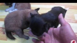 'First meal for puppies|SawDust. | Healty dog food.'